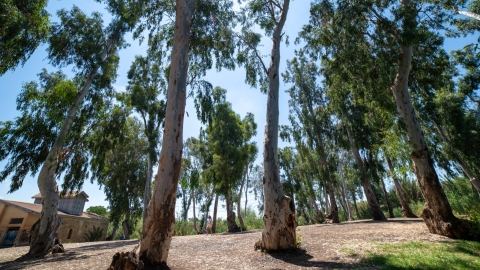 טחנת אבו רבאח3.jpg